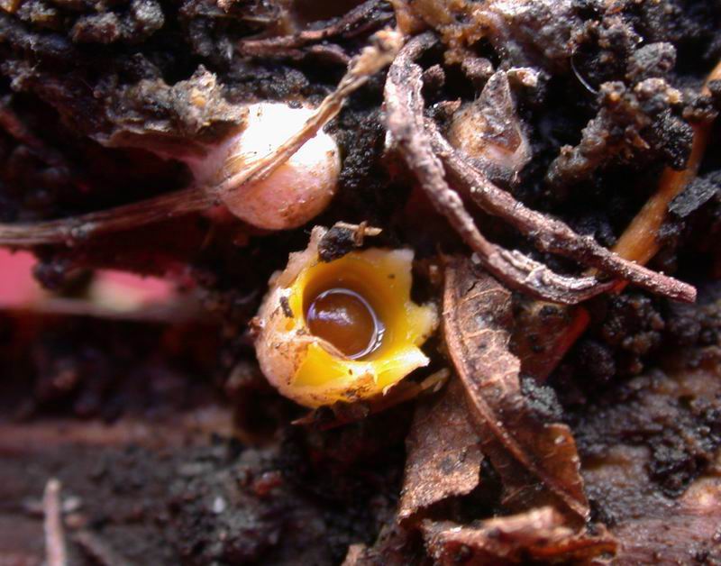 Sphaerobolus stellatus